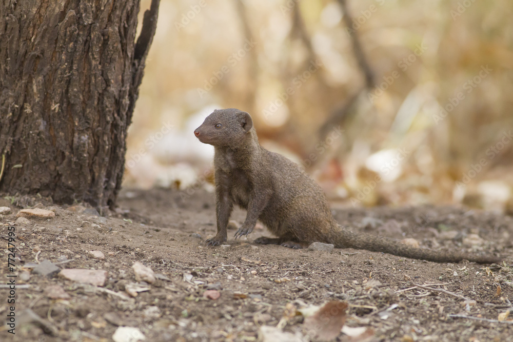 Dwarf mongoose (Helogale parvula) Dwarf mongoose (Helogale parvula)