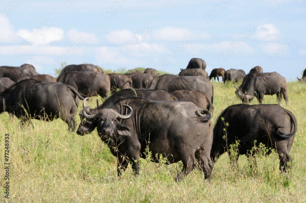 Büffel - Schwarzbüffel in der Masai Mara - Kenia