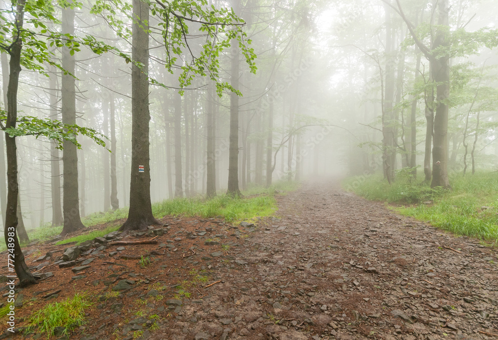 Obraz premium Forest trail among trees on a foggy autumn morning