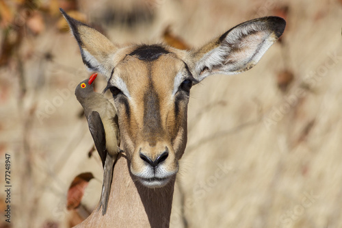 Morning cleaning - Red-billed oxpecker, Impala (Buphagus erythro