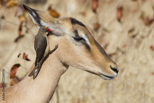 I tell you a secret - Red-billed oxpecker, Impala (Buphagus eryt photo