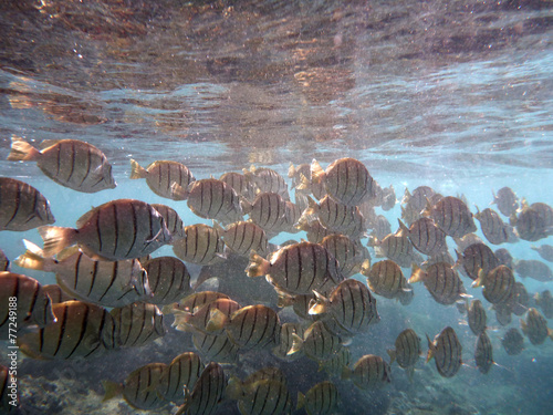 School of Convict Tang swim beneath the surface of the water photo