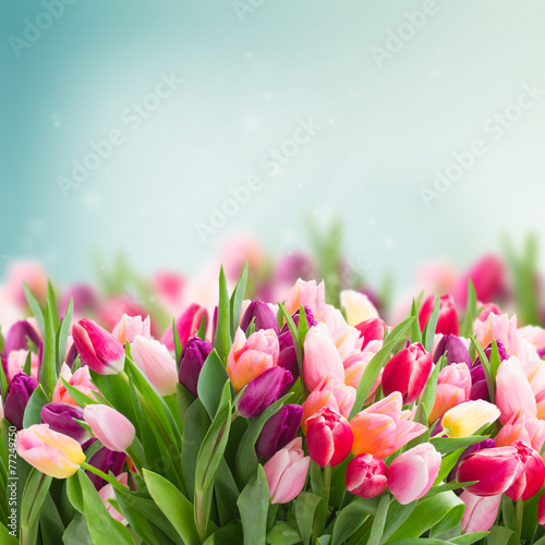 Fototapeta Naklejka Na Ścianę i Meble -  bunch of pink tulips