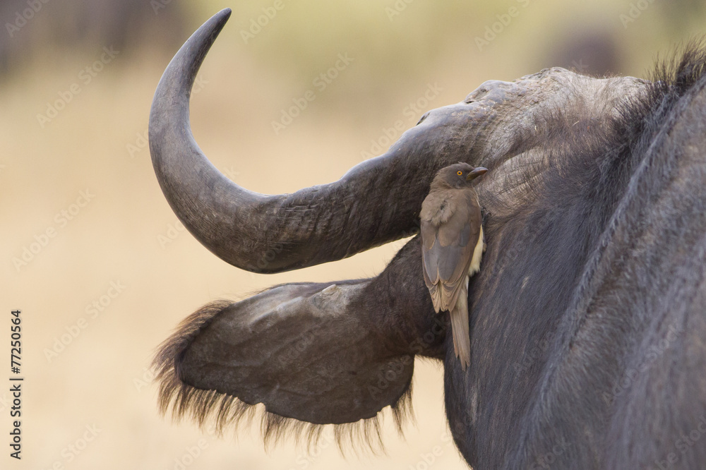 Obraz premium Red-billed oxpecker and African Buffalo (Buphagus erythrorhynchu