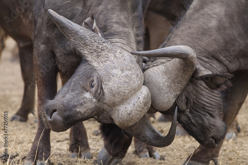 Time to fight - African Buffalo (Syncerus caffer)