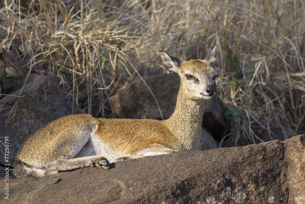 Klipspringer (Oreotragus oreotragus) Klipspringer (Oreotragus oreotragus)