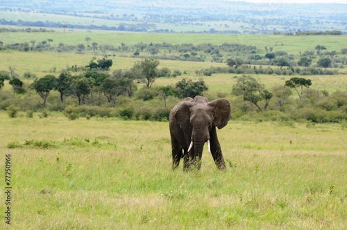 Einsamer Elefantenbulle in der Masai Mara - Kenia