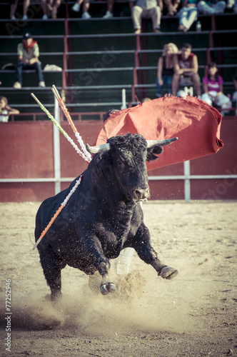 Blood, spectacle of bullfighting, where a bull fighting a bullfi photo