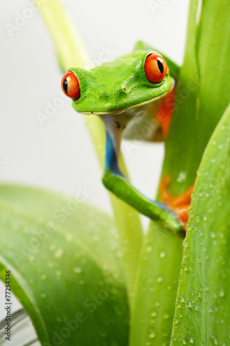Red eye frog photo