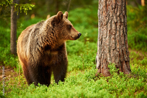 Fotografie Brown Bear in the forest