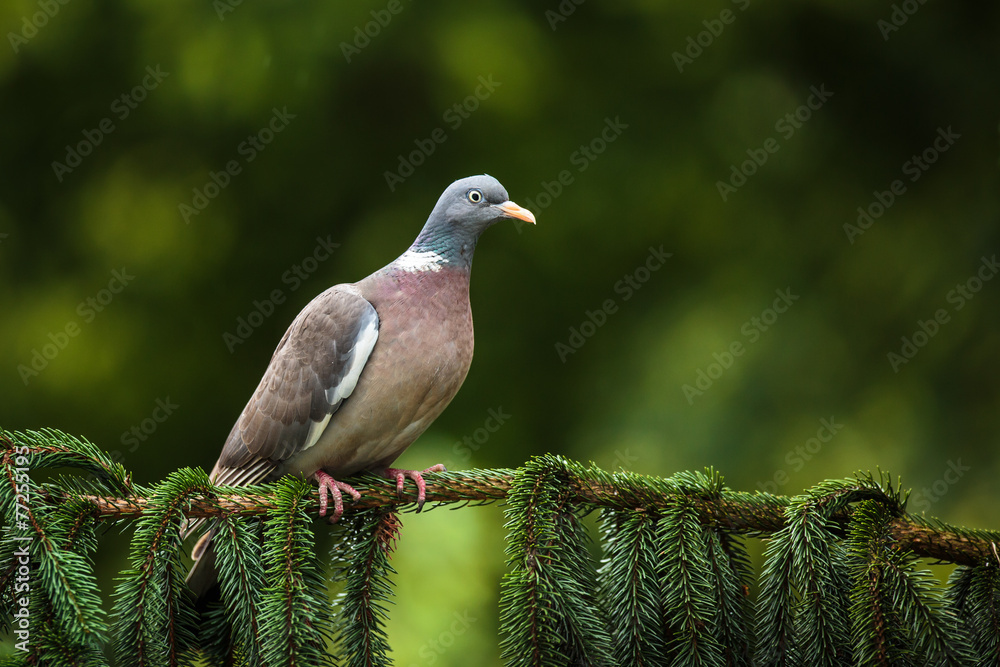 Obraz premium Common Wood Pigeon (Columba palumbus)