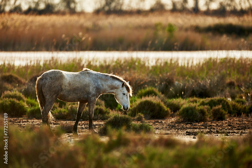 Young white horse of Camargue