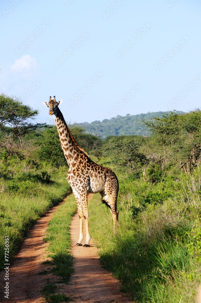 Obraz premium Giraffe im Amboseli Nationalpark - Kenia
