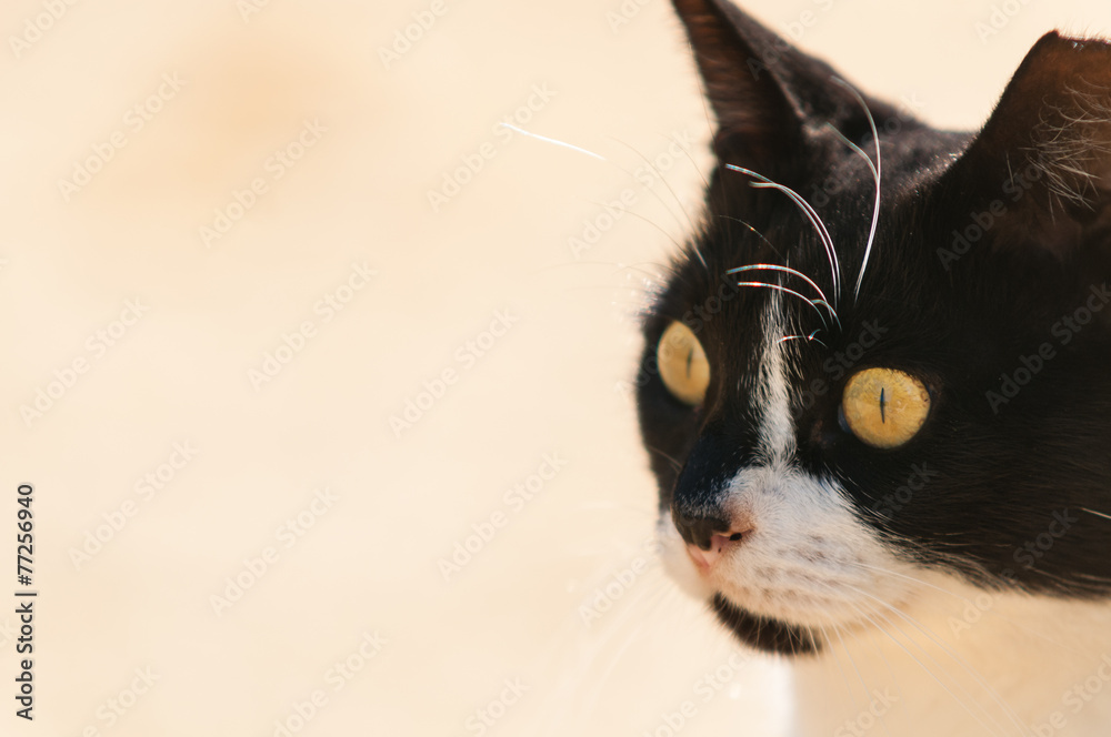 Fototapeta premium Close up view of cat.
