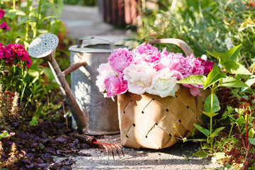 Papier peint photo Pivoines Pivoines roses dans panier rustique  © Maksim Shebeko