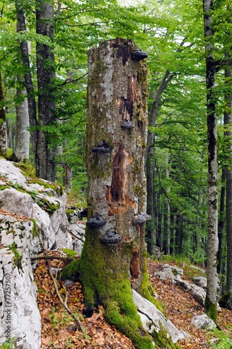 Large fir snag