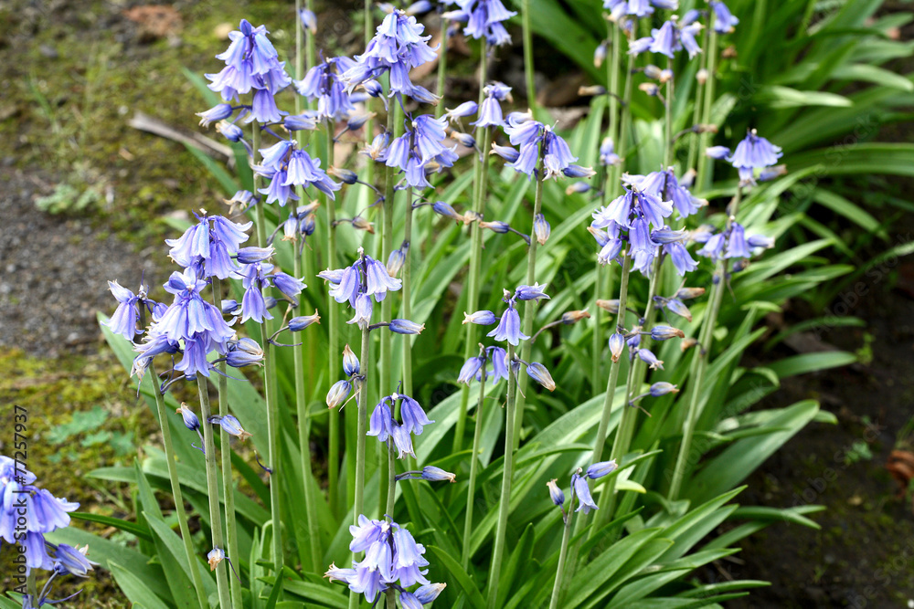 Spanish bluebell - Hyacinthoides hispanica Spanish bluebell - Hyacinthoides hispanica