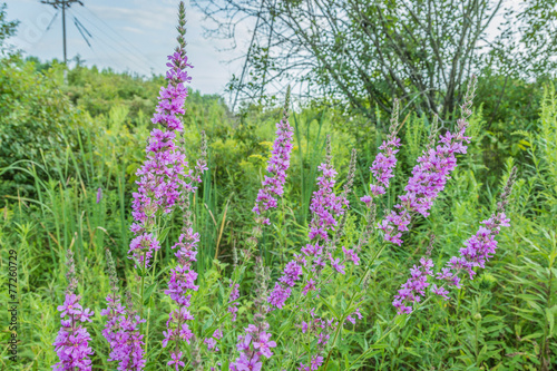 Purple Loosestrife