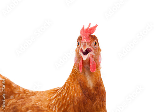 Fotografia head of chicken hen shock and funny surprising isolated white ba