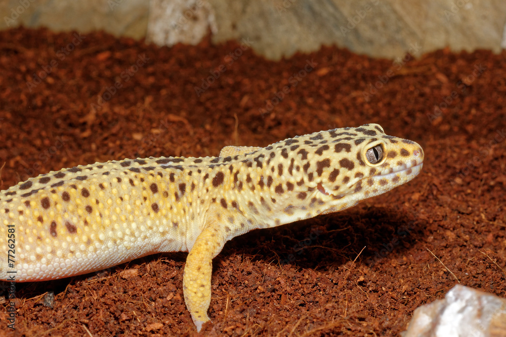 Gecko Gecko