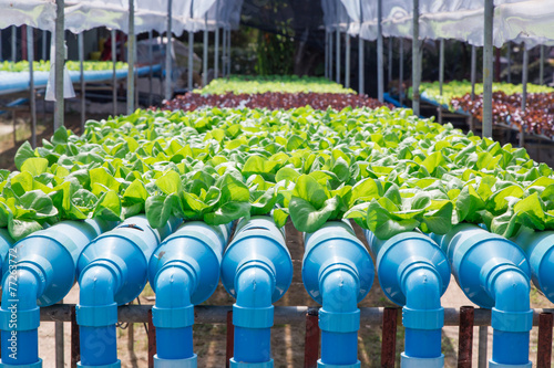Hydroponics Vegetable