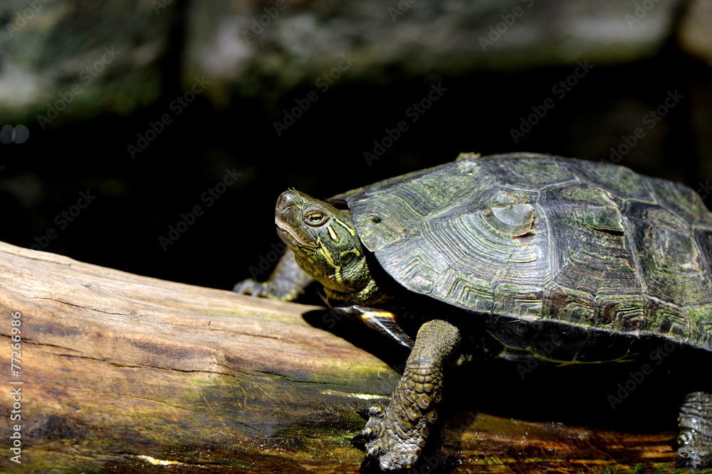 Naklejka premium イシガメ