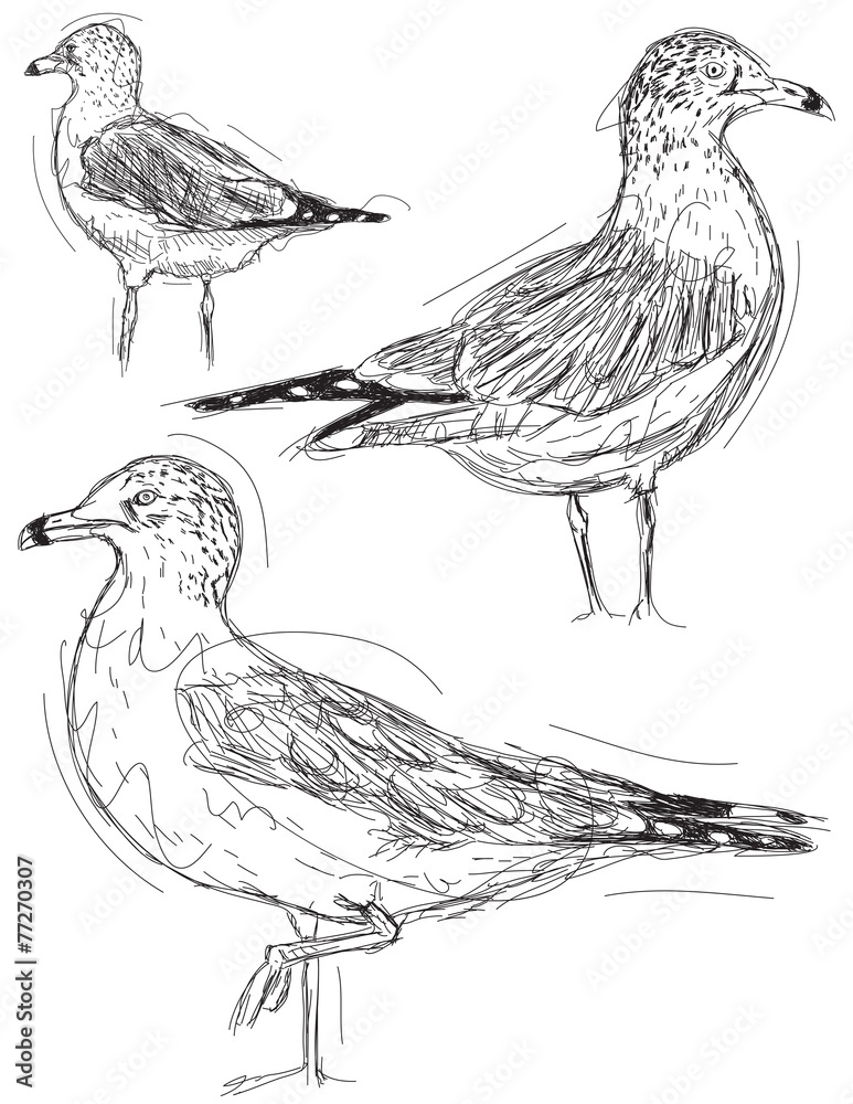 Fototapeta premium Seagull sketches