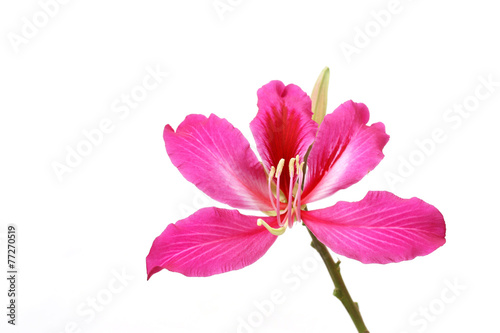 Fototapeta Naklejka Na Ścianę i Meble -  Purple Bauhinia