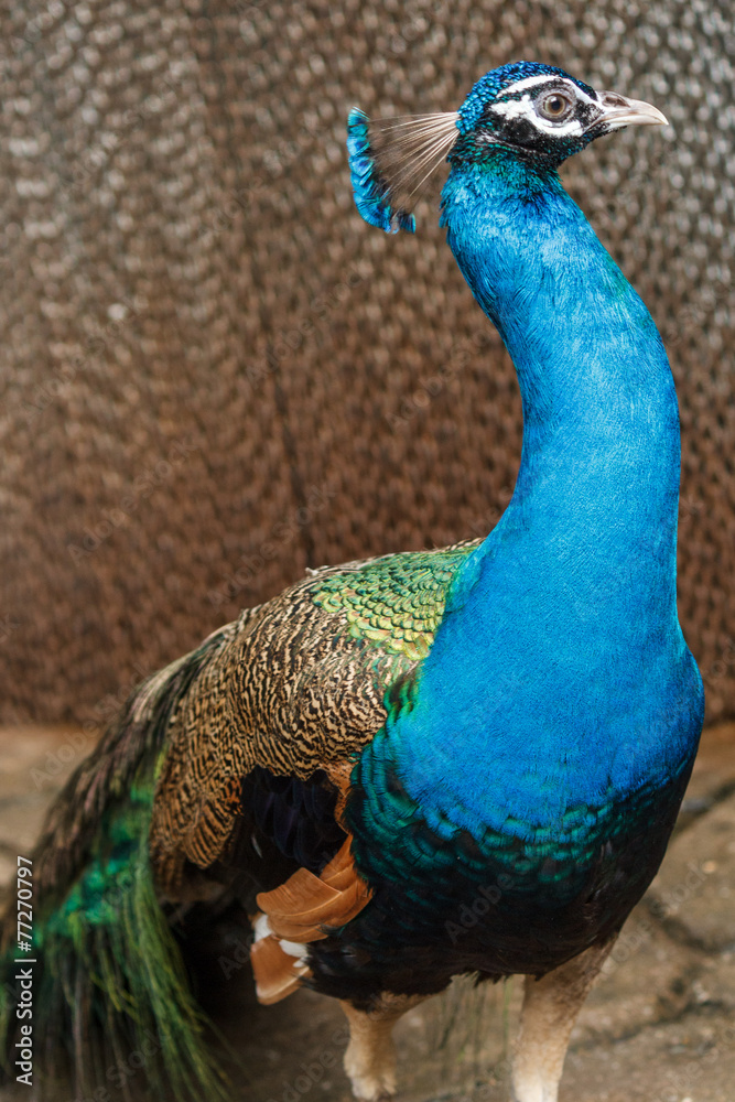 Fototapeta premium Blue peacock