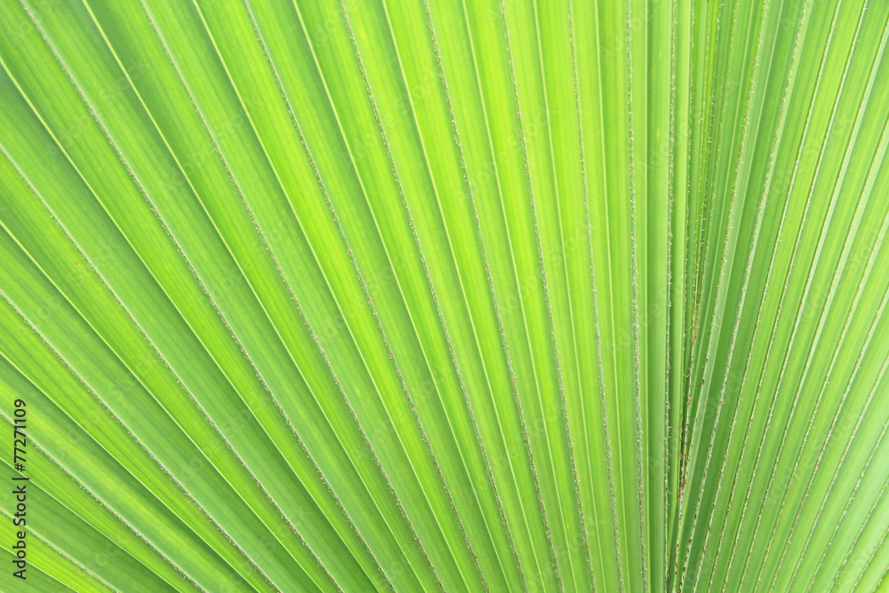 Texture of Green palm Leaf Texture of Green palm Leaf