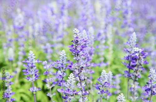 Lavender field with shallow DOF