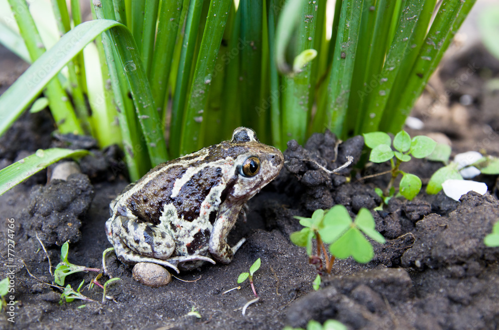 Obraz premium Toad