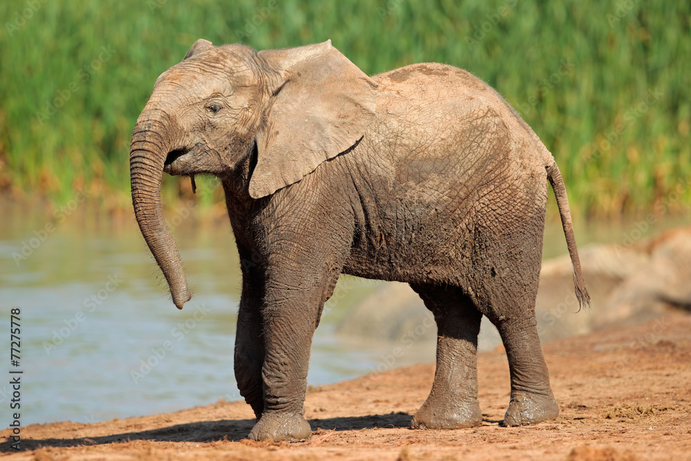 Naklejka premium Elephant at waterhole, Addo Elephant National Park