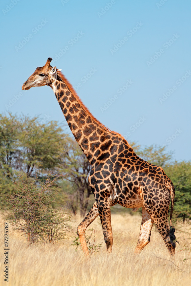 Obraz premium Giraffe in natural habitat