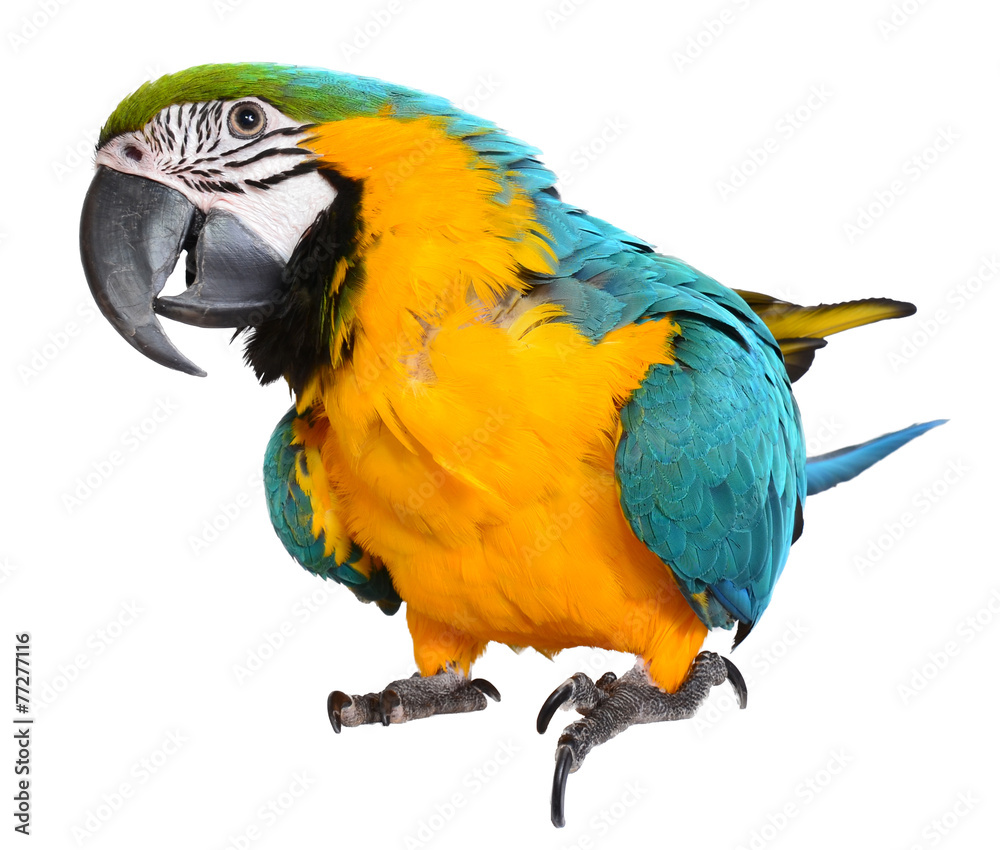 Fototapeta premium Blue and Gold Macaw