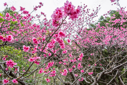 Wallpaper Mural さくら咲く Torontodigital.ca