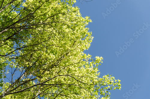 green liquidambar styraciflua leaves and blue sky