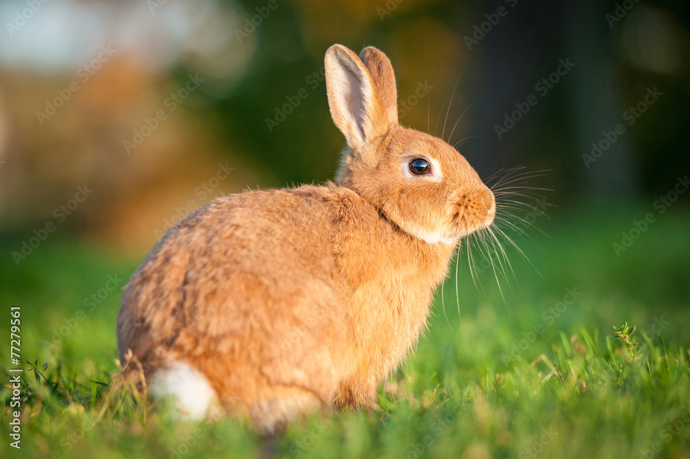 Fototapeta premium Red dwarf rabbit sitting in the grass