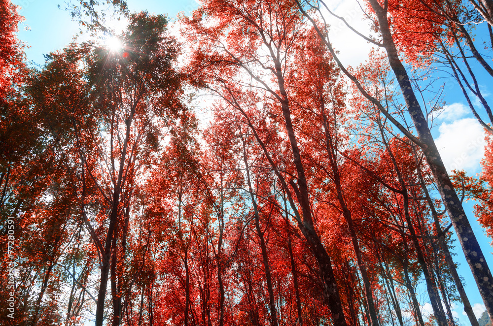 liquidambar styraciflua in wild,maple in forest liquidambar styraciflua in wild,maple in forest