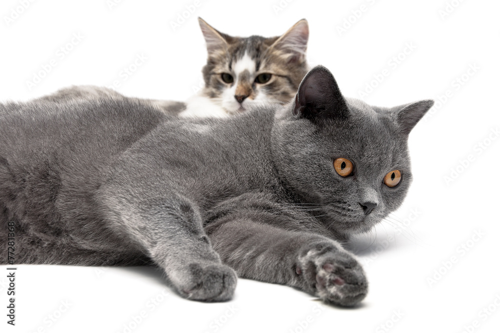 Obraz premium two cats lying on a white background close-up