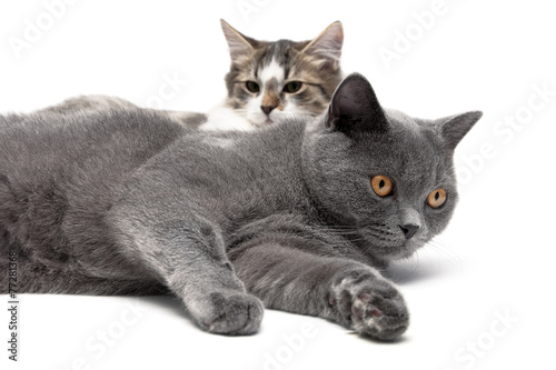 two cats lying on a white background close-up