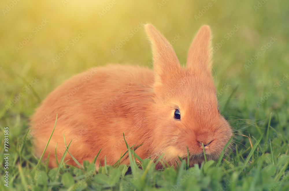 Little rabbit on green grass Little rabbit on green grass