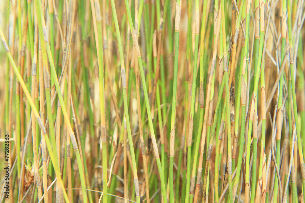 Natural background from sedge tree Natural background from sedge tree