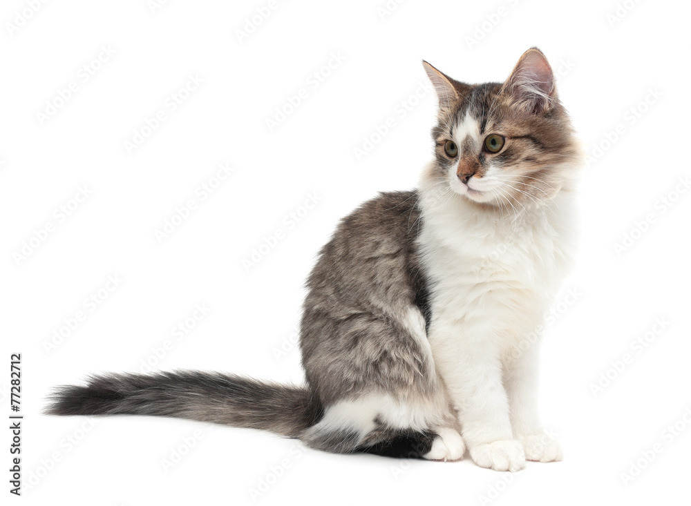 fluffy kitten (age 4,0 months) isolated on white background clos