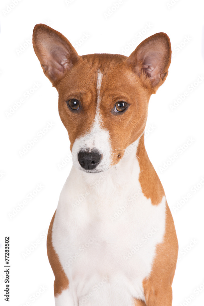 red and white basenji dog portrait