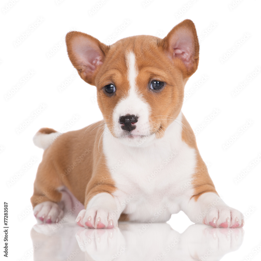 adorable red and white basenji puppy lying down