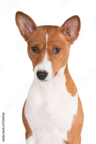 red and white basenji dog portrait © otsphoto