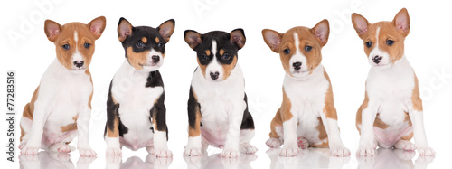 five adorable basenji puppies photo