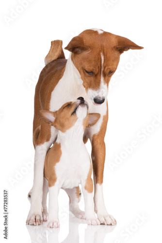 basenji dog with her puppy