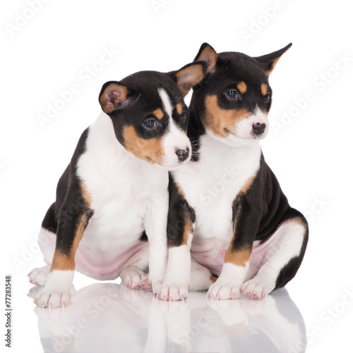two tricolor basenji puppies